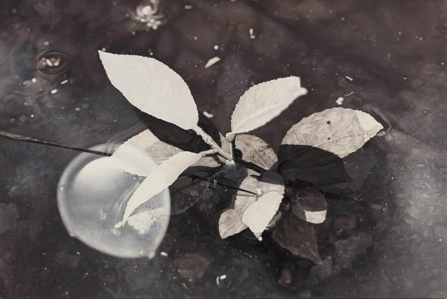 岡田修二《水辺 15》2001年 油彩、キャンバス 滋賀県立美術館蔵