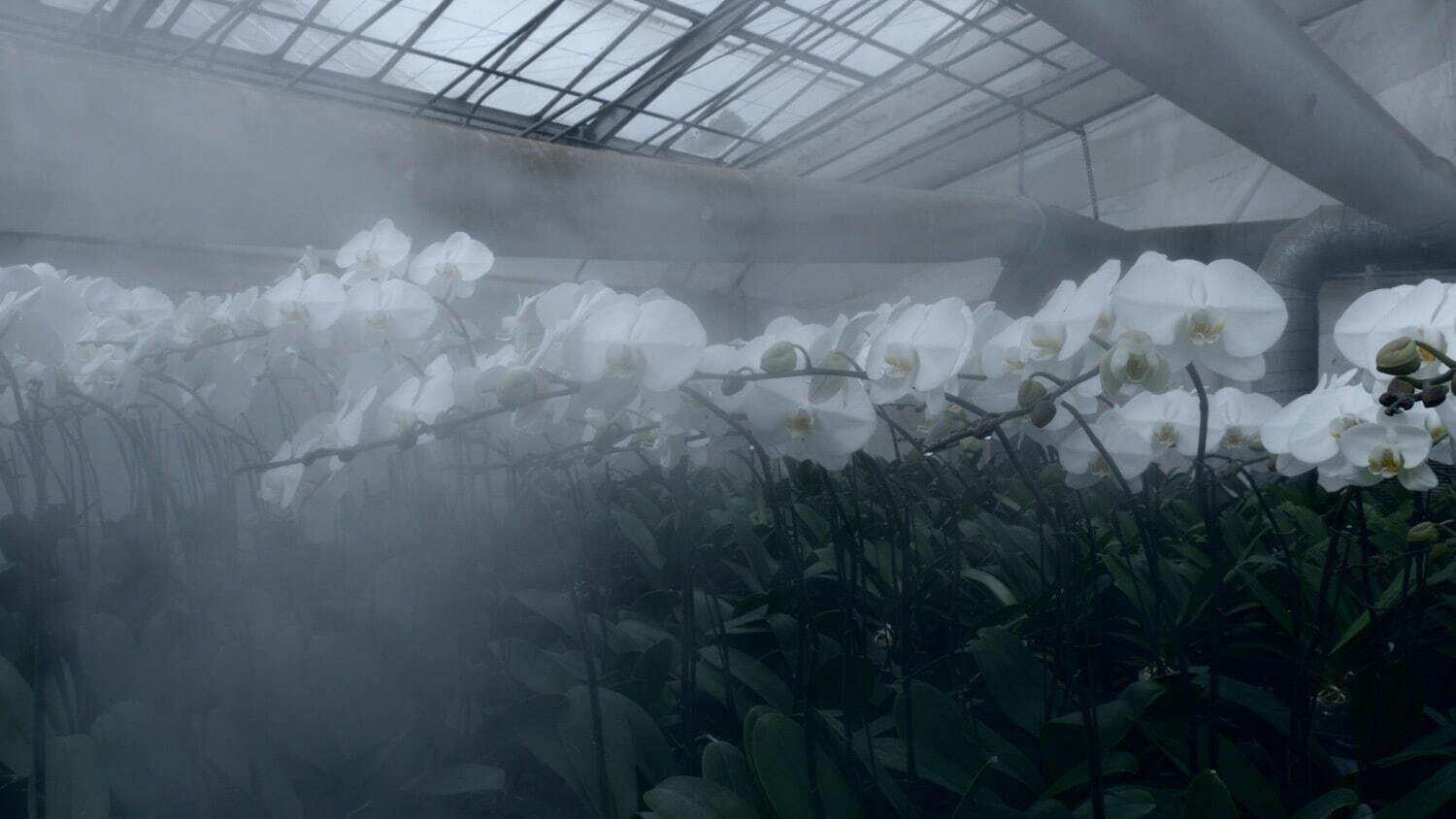 東加奈子《Eternal beloved》2017年 Single-channel video
©Azuma Kanako