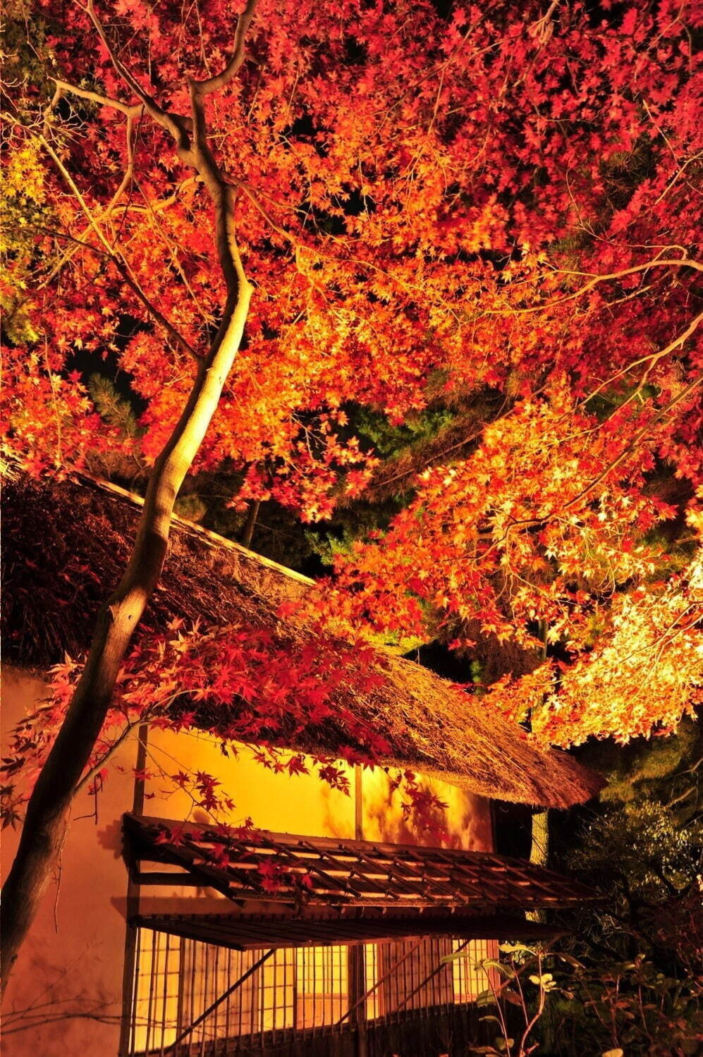 東京都内 関東の紅葉イベント22 ドライブにもおすすめ 夜紅葉の名所 穴場まで一挙紹介 ファッションプレス