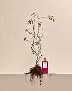 ロエベ フレグランスが国内本格展開、全10種の“虹色フレグランス”＆キャンドルなど大阪に｜写真8