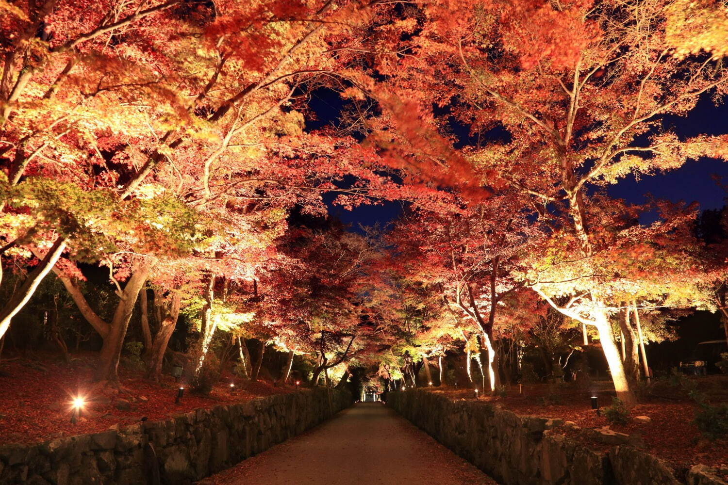 「関西の紅葉イベント2022」京都観光スポットのライトアップ～もみじ狩りにおすすめの名所など｜写真2
