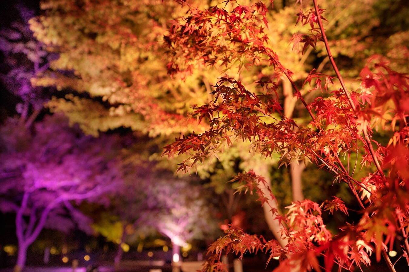 京都・二条城で「ネイキッド フラワーズ 2022」デジタルアートやライトアップで幻想的に彩る｜写真7