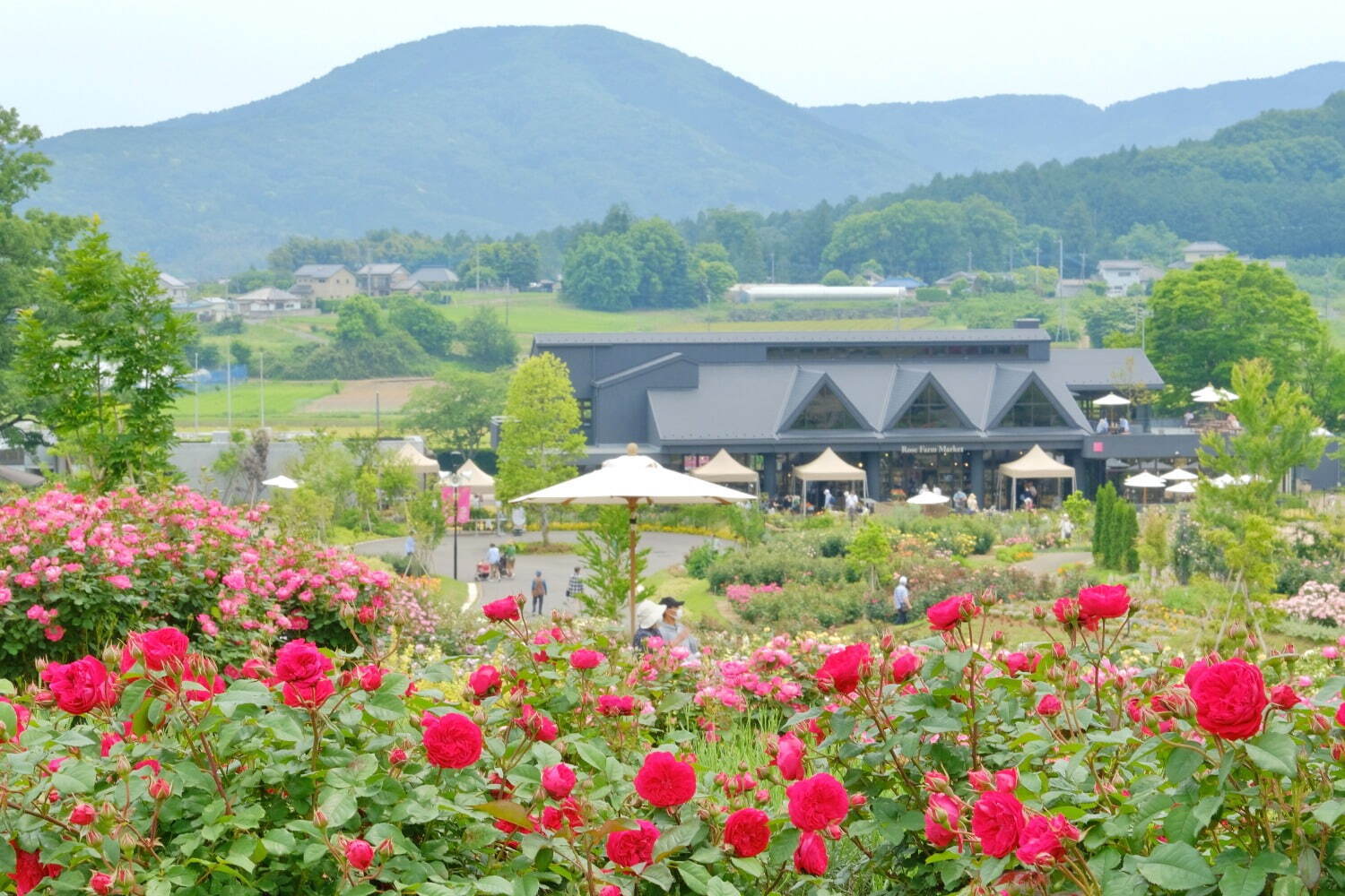 「いばらきフラワーパーク」に800品種の秋バラが開花、花摘み体験や幻想的なライトアップも｜写真3