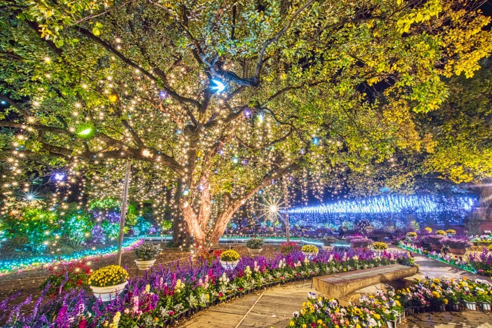 あしかがフラワーパークの22年イルミネーションイベント、大藤＆スイレンなど”光の花”が一面に｜写真6