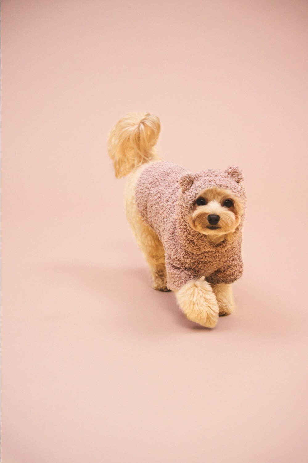 ジェラート ピケ22年冬の新作ペットグッズ ホットケーキ ハニーベア柄の犬猫ウェアなど ファッションプレス