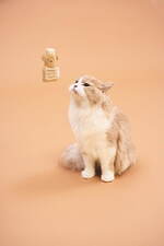 ジェラート ピケ22年冬の新作ペットグッズ、ホットケーキ＆ハニーベア柄の犬猫ウェアなど｜写真7