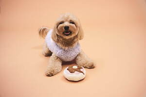 ジェラート ピケ22年冬の新作ペットグッズ、ホットケーキ&ハニーベア柄の犬猫ウェアなど|写真4