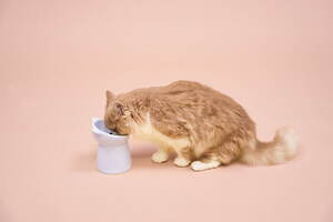 ジェラート ピケ22年冬の新作ペットグッズ、ホットケーキ&ハニーベア柄の犬猫ウェアなど|写真10