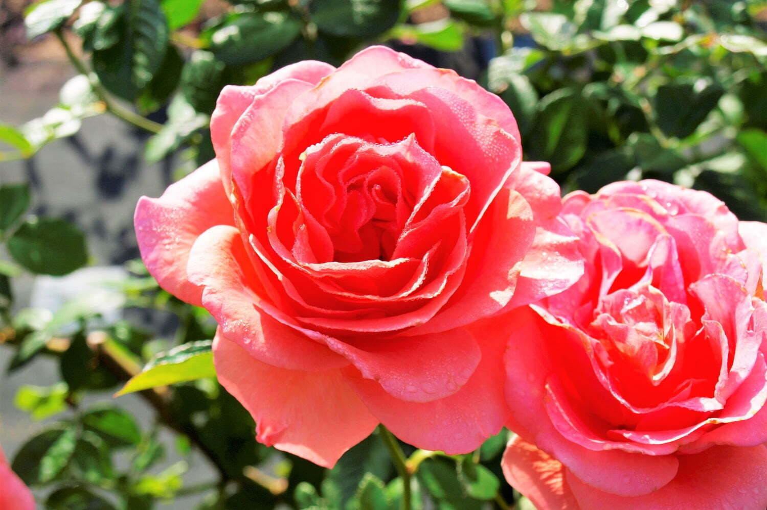 庭園｜大阪「万博記念公園 秋のローズフェスタ」約2,400株の香り豊かな”秋バラ”が咲き誇る