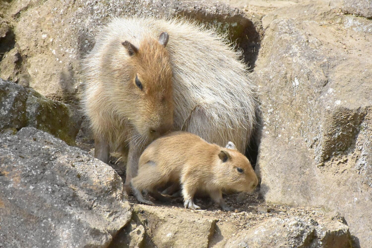 「元祖カピバラの露天風呂」伊豆シャボテン動物公園で、“風呂好きカピバラ”40周年記念グッズも｜写真3