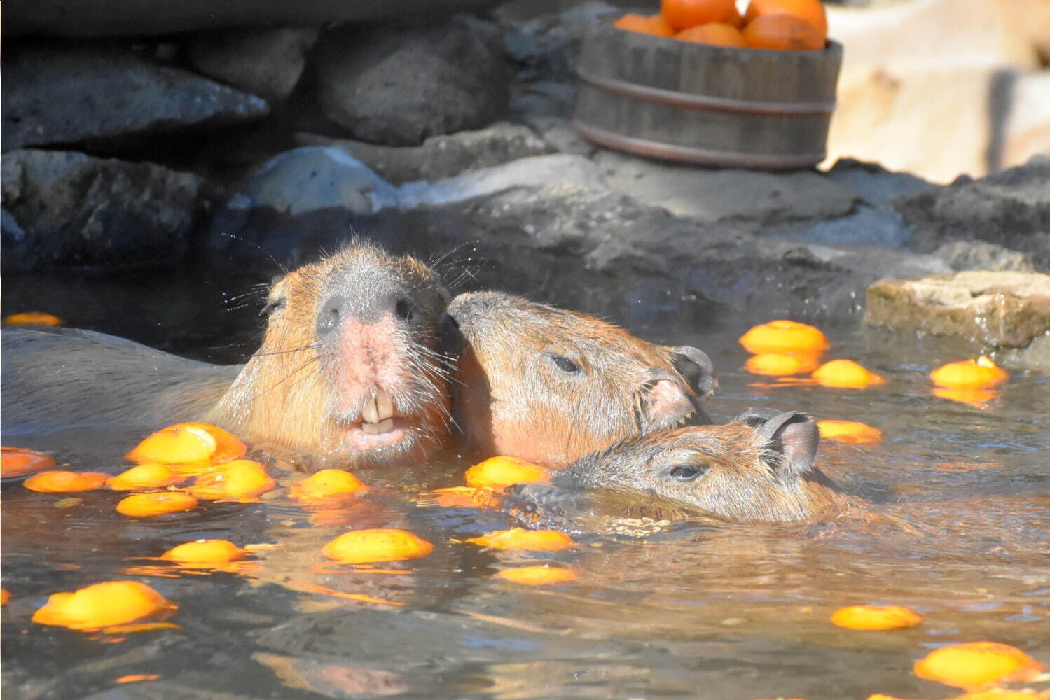 「元祖カピバラの露天風呂」伊豆シャボテン動物公園で、“風呂好きカピバラ”40周年記念グッズも｜写真4