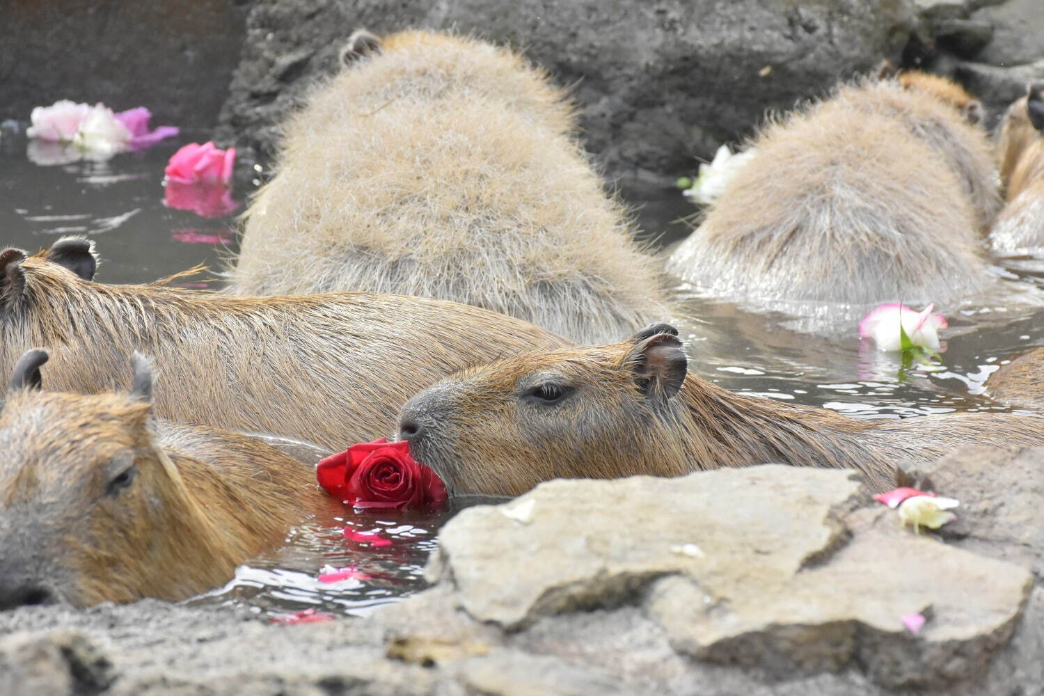 「元祖カピバラの露天風呂」伊豆シャボテン動物公園で、“風呂好きカピバラ”40周年記念グッズも｜写真9