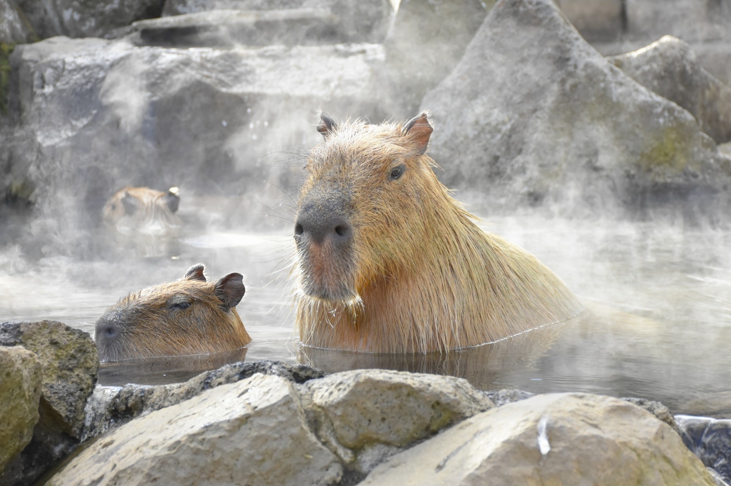 元祖カピバラの露天風呂」伊豆シャボテン動物公園で、“風呂好き