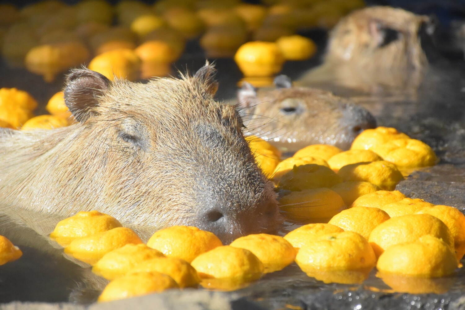 「元祖カピバラの露天風呂」伊豆シャボテン動物公園で、“風呂好きカピバラ”40周年記念グッズも｜写真8