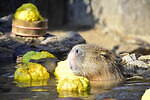 「元祖カピバラの露天風呂」伊豆シャボテン動物公園で、“風呂好きカピバラ”40周年記念グッズも｜写真7