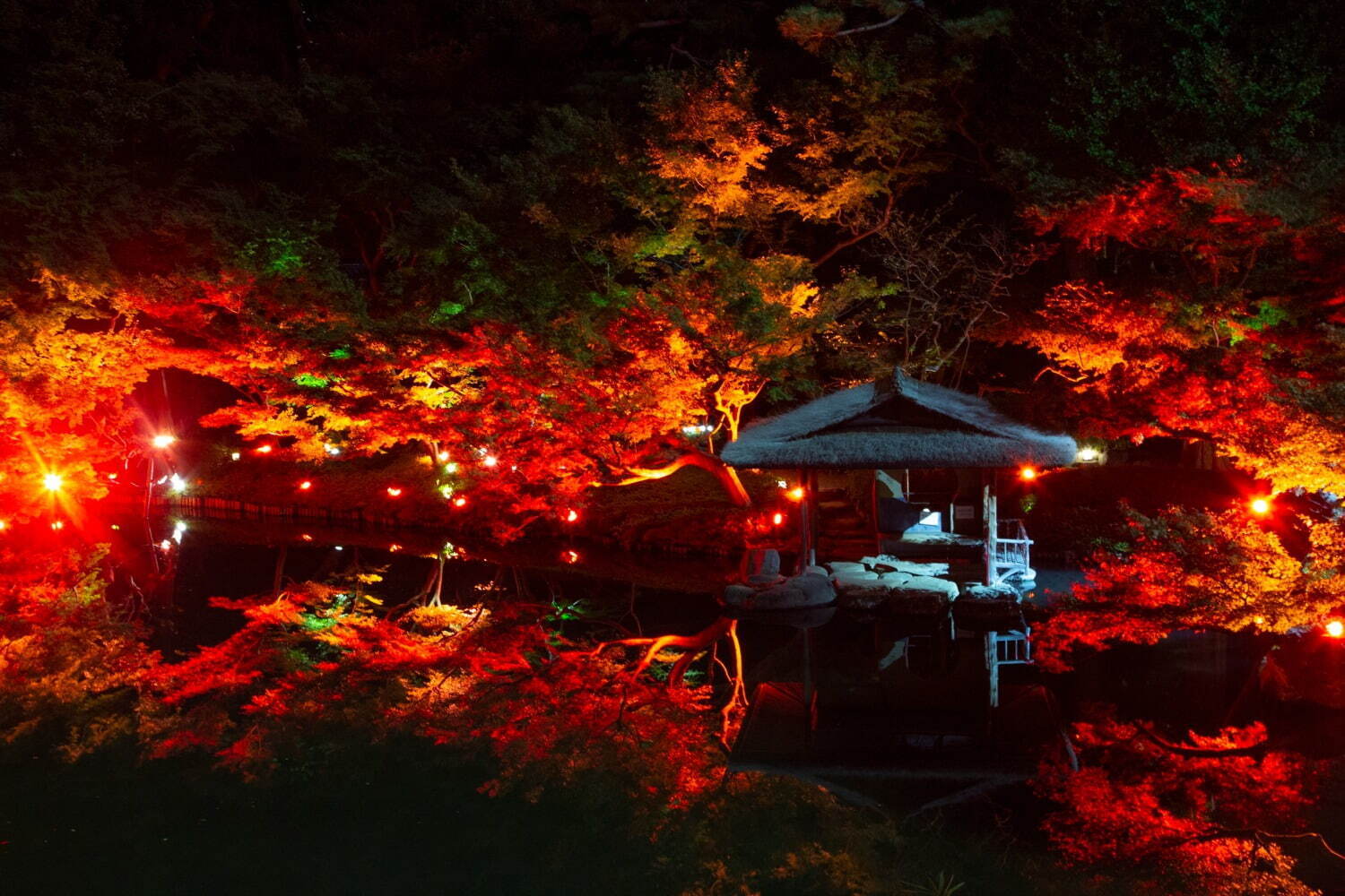 東京・白金台「八芳園」約100本のもみじが”真っ赤に染まる”紅葉ライトアップ、庭園バーも｜写真1