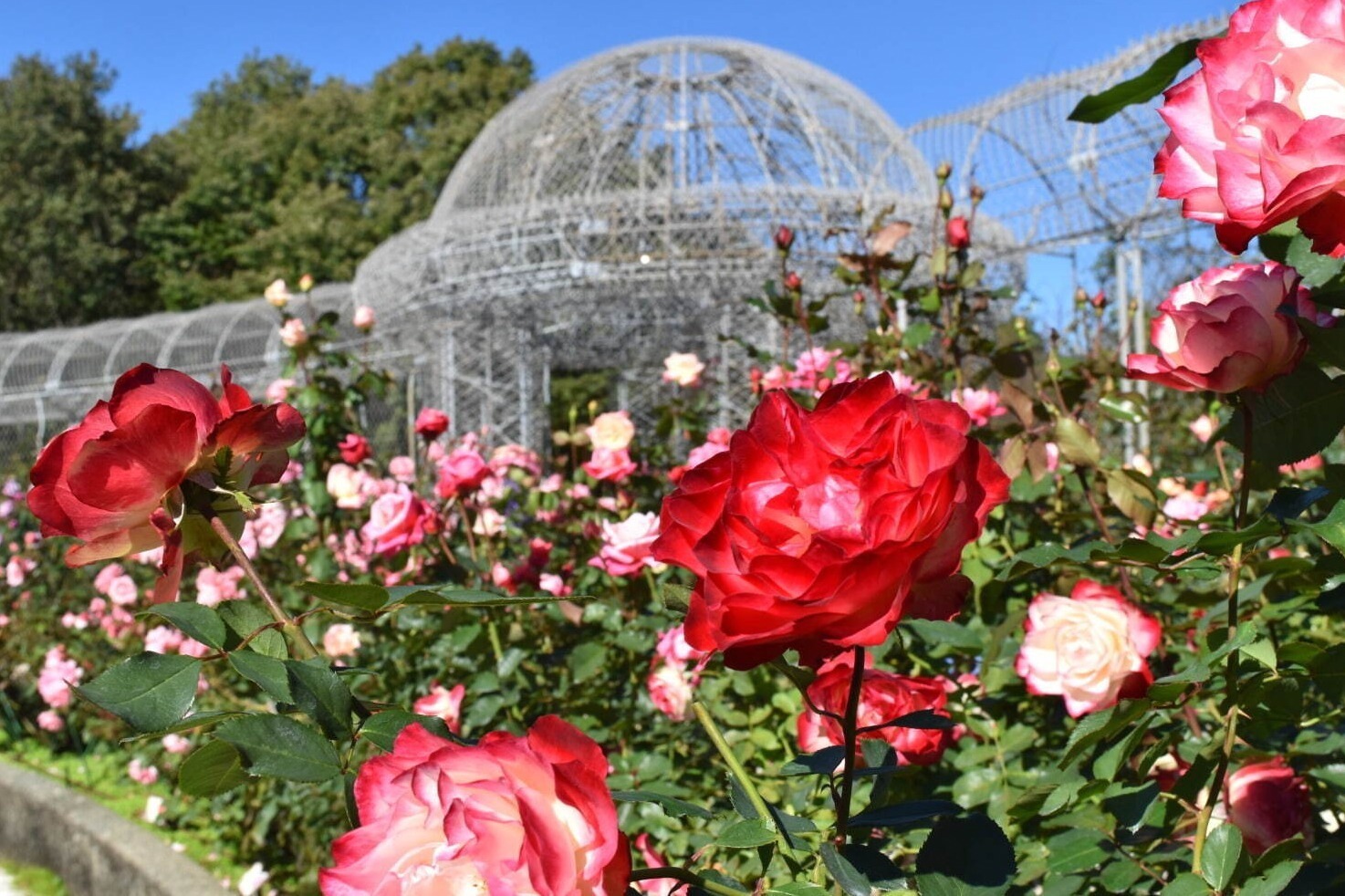 「オータムローズフェスタ」