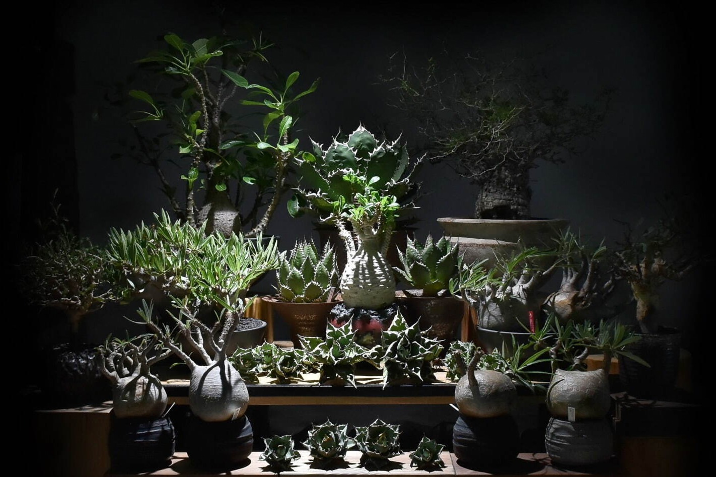 原宿の植物ショップ「ラフラム」伊勢丹新宿店に限定出店、人気の塊根植物＆陶芸家共作の植木鉢が集結