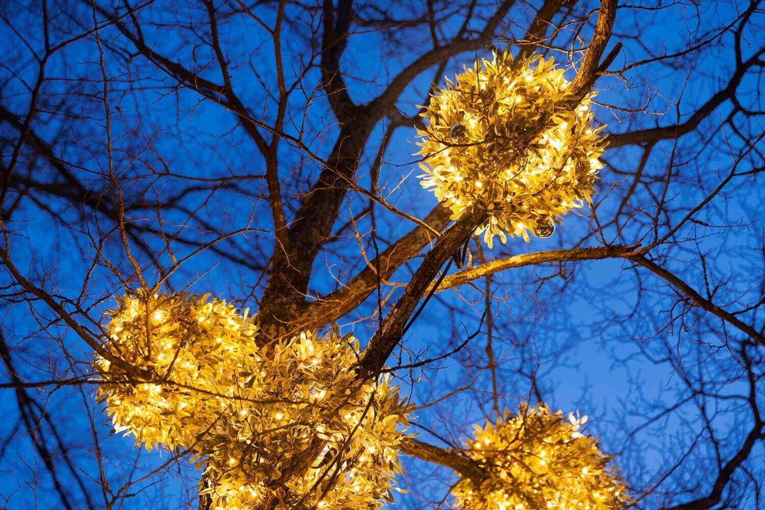 軽井沢星野エリア2022年クリスマス、「やどりぎ」のイルミネーション＆高さ10mのクリスマスツリー｜写真3