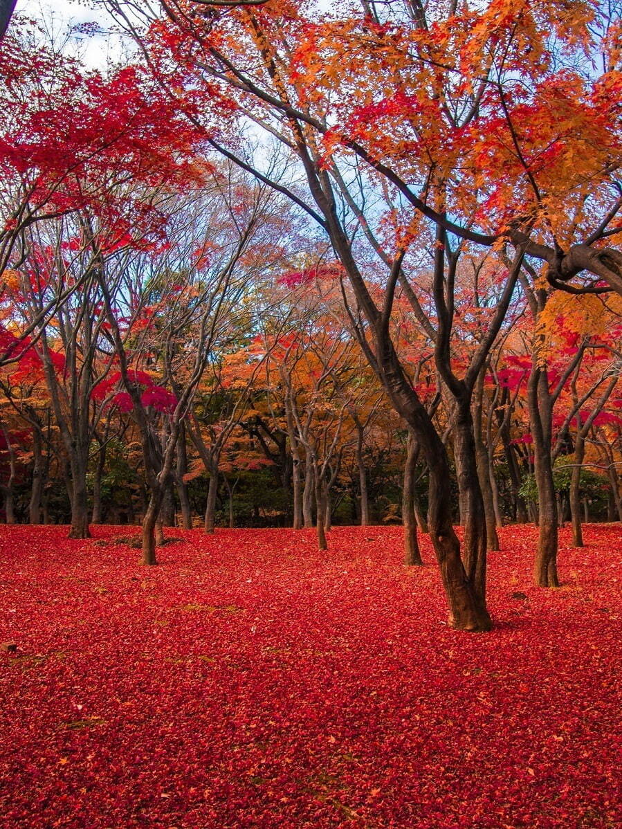 東京千代田区「おすすめ紅葉スポット」イチョウ＆モミジが染まる日比谷公園など紅葉の名所6選 - ファッションプレス