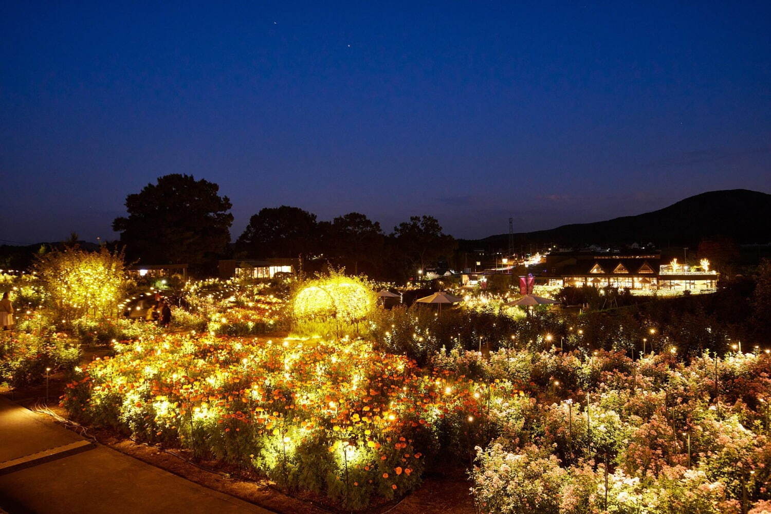 「いばらきフラワーパーク」のイルミネーション2022、シャンパンゴールドの光25万球が点灯