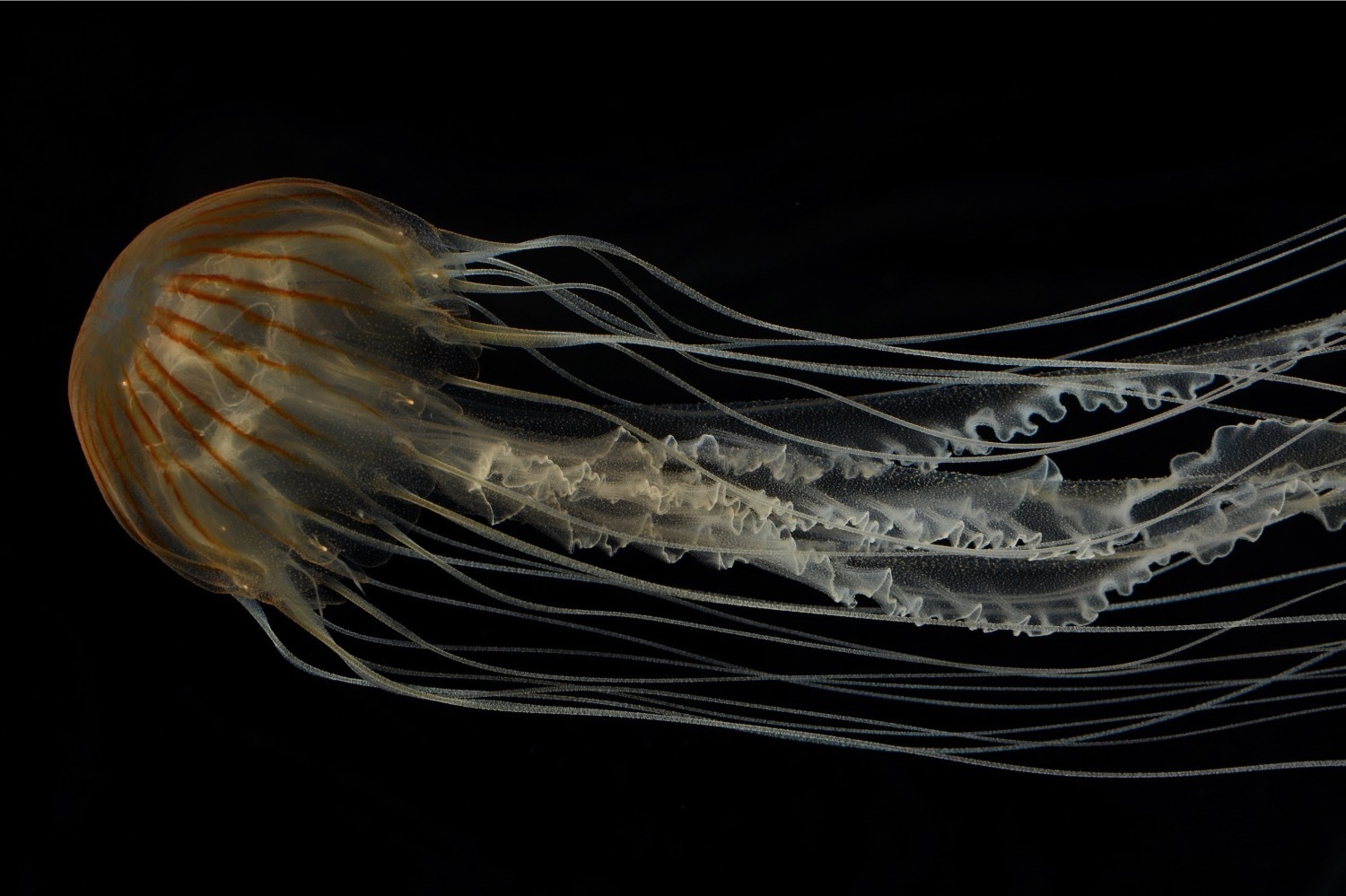 博物館｜特別展「毒」大阪市立自然史博物館で - 植物から鉱物、人工毒まで、多様な“毒”約250点を紹介