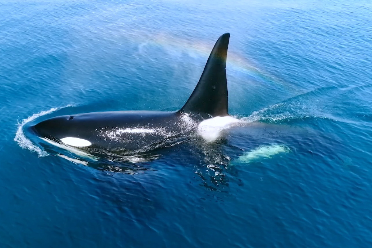 『ダーウィンが来た！』映画化第4弾は“日本列島”がテーマ、スクープ映像＆ほっこり動物親子ドラマ