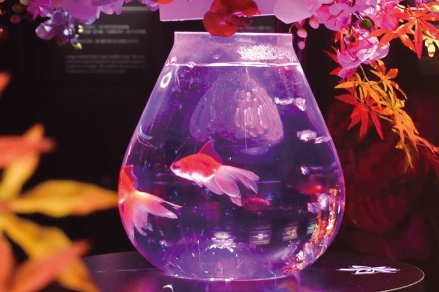 金魚アート「アートアクアリウム美術館 GINZA」の秋イベント、金魚が舞うデジタルアートも