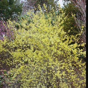 エミ(emmi) 2022-23年秋冬ウィメンズコレクション  - 写真1