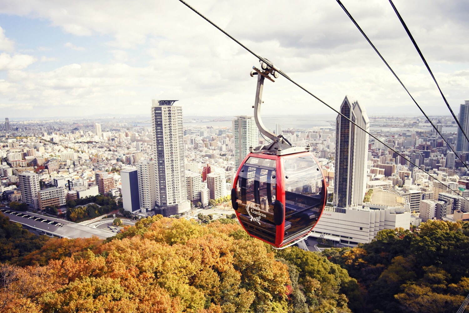 神戸布引ハーブ園「紅葉」が見頃に、約500本のもみじと共に秋花＆ハーブを鑑賞｜写真10