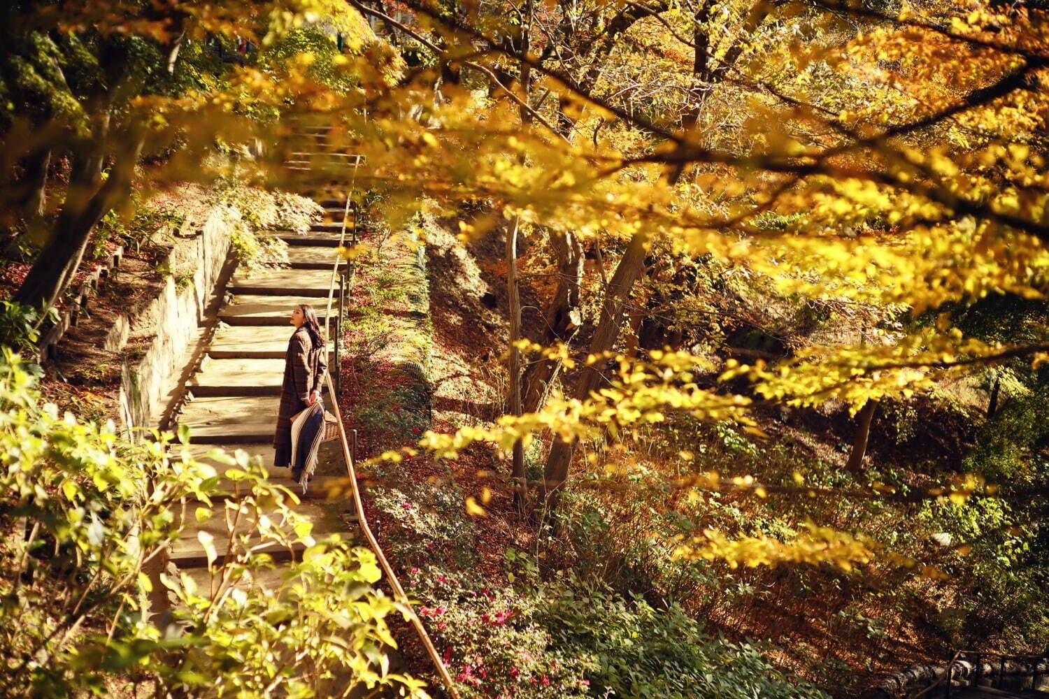 神戸布引ハーブ園「紅葉」が見頃に、約500本のもみじと共に秋花＆ハーブを鑑賞｜写真4