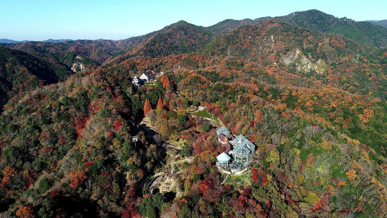 神戸布引ハーブ園「紅葉」が見頃に、約500本のもみじと共に秋花＆ハーブを鑑賞｜写真9