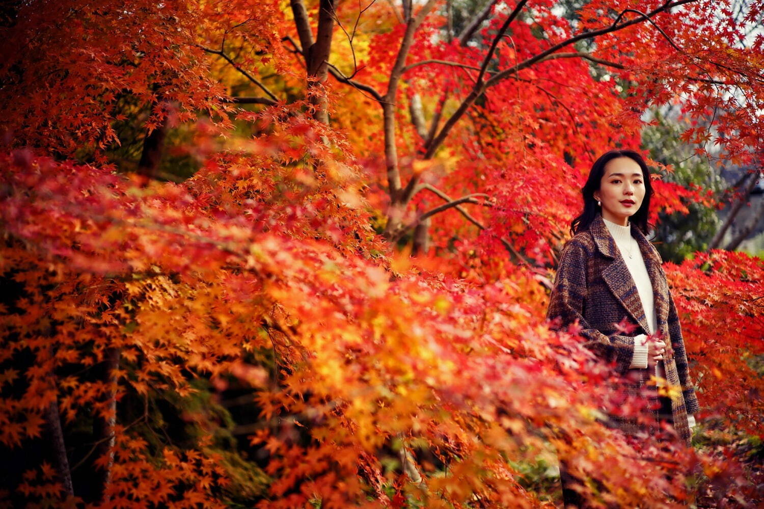 神戸布引ハーブ園「紅葉」が見頃に、約500本のもみじと共に秋花＆ハーブを鑑賞｜写真1