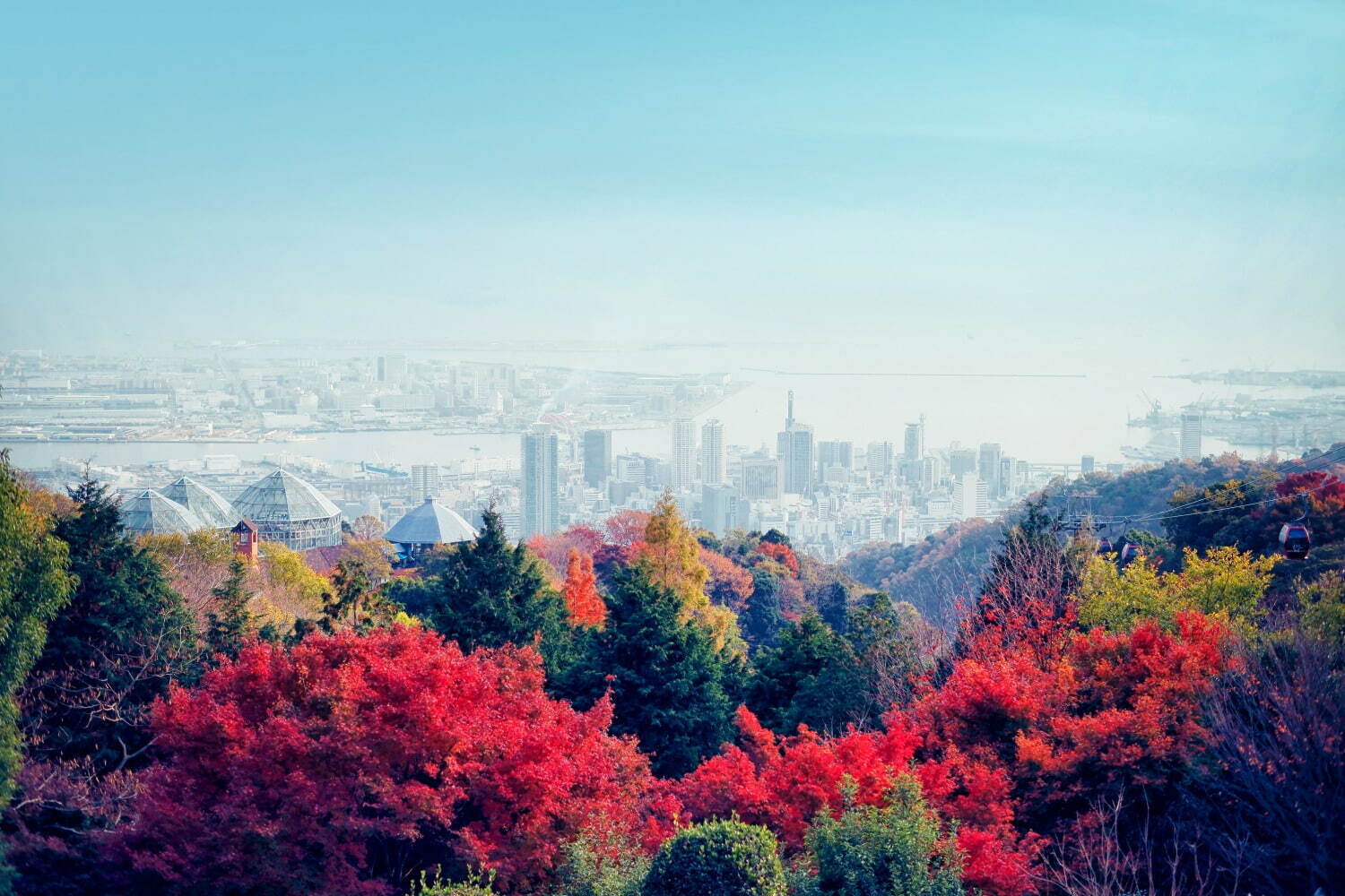 神戸布引ハーブ園「紅葉」が見頃に、約500本のもみじと共に秋花＆ハーブを鑑賞｜写真7