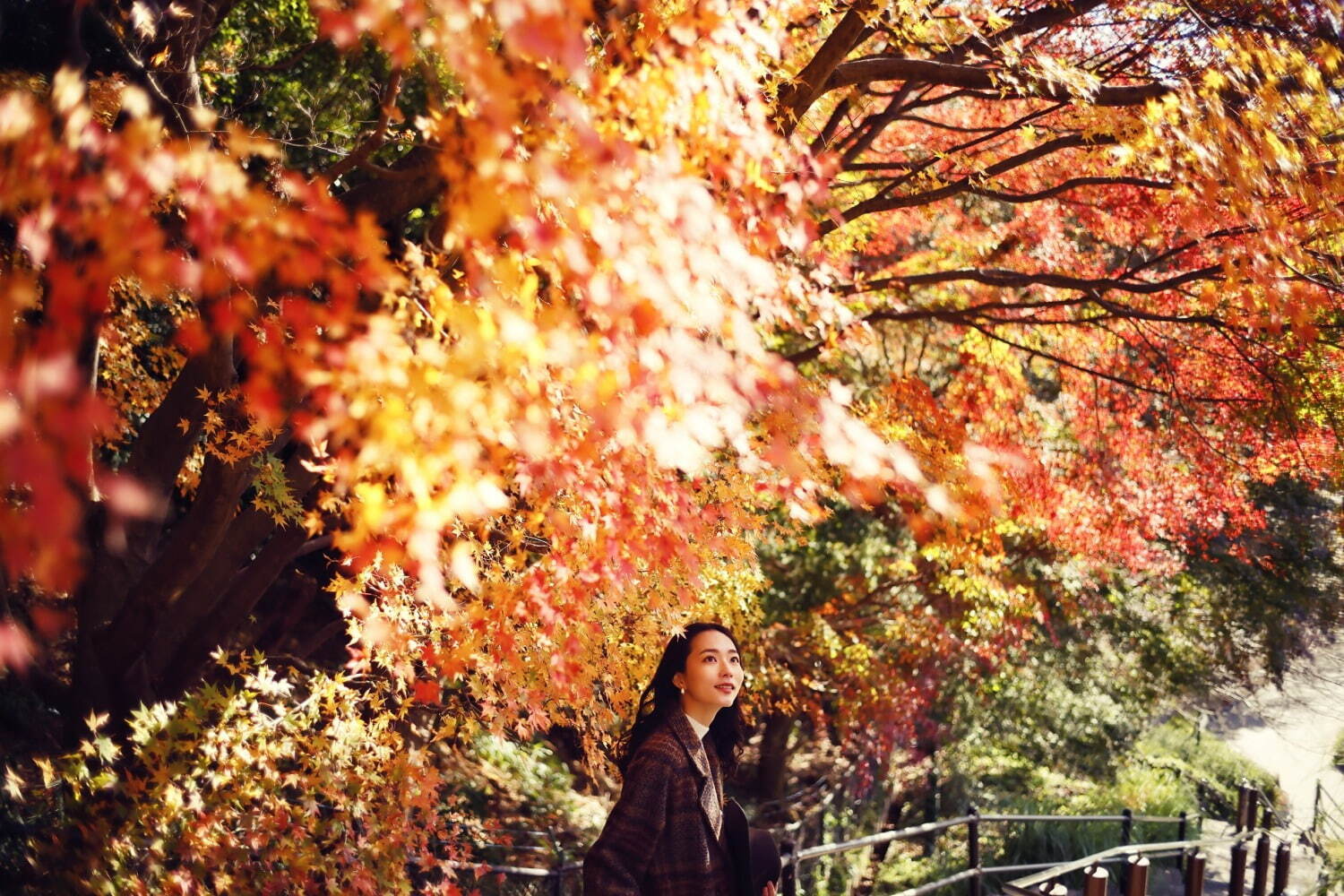 神戸布引ハーブ園「紅葉」が見頃に、約500本のもみじと共に秋花＆ハーブを鑑賞｜写真3