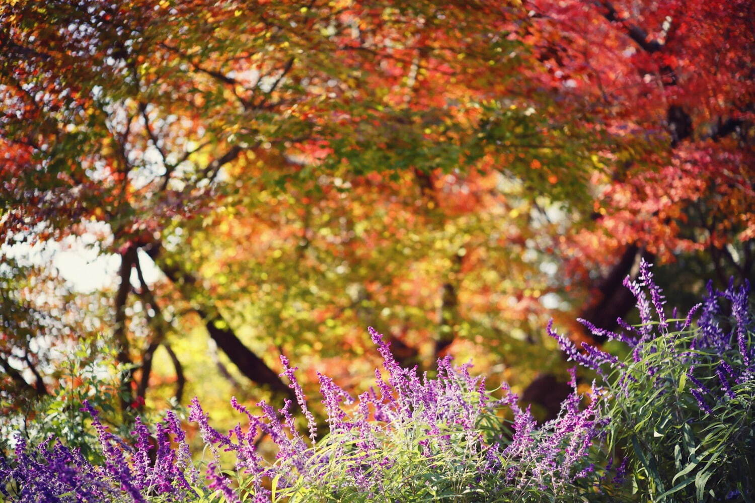 神戸布引ハーブ園「紅葉」が見頃に、約500本のもみじと共に秋花＆ハーブを鑑賞｜写真5