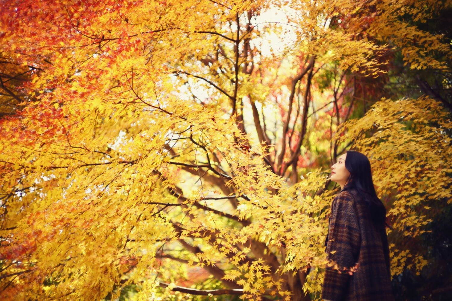 神戸布引ハーブ園「紅葉」が見頃に、約500本のもみじと共に秋花＆ハーブを鑑賞｜写真2