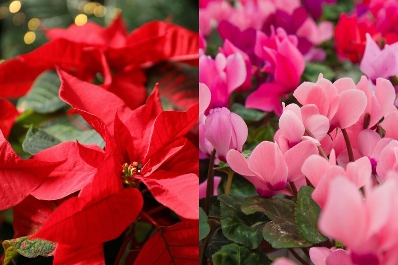 「練馬区立 四季の香ローズガーデン」のクリスマスイルミネーション、バラ園を包み込むあたたかな光｜写真7