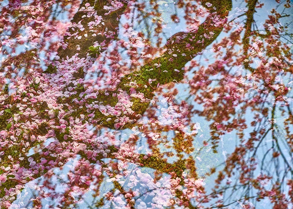 佐藤時啓《Sakura on Sakura #10》「Camera Lucida」シリーズより 2018年