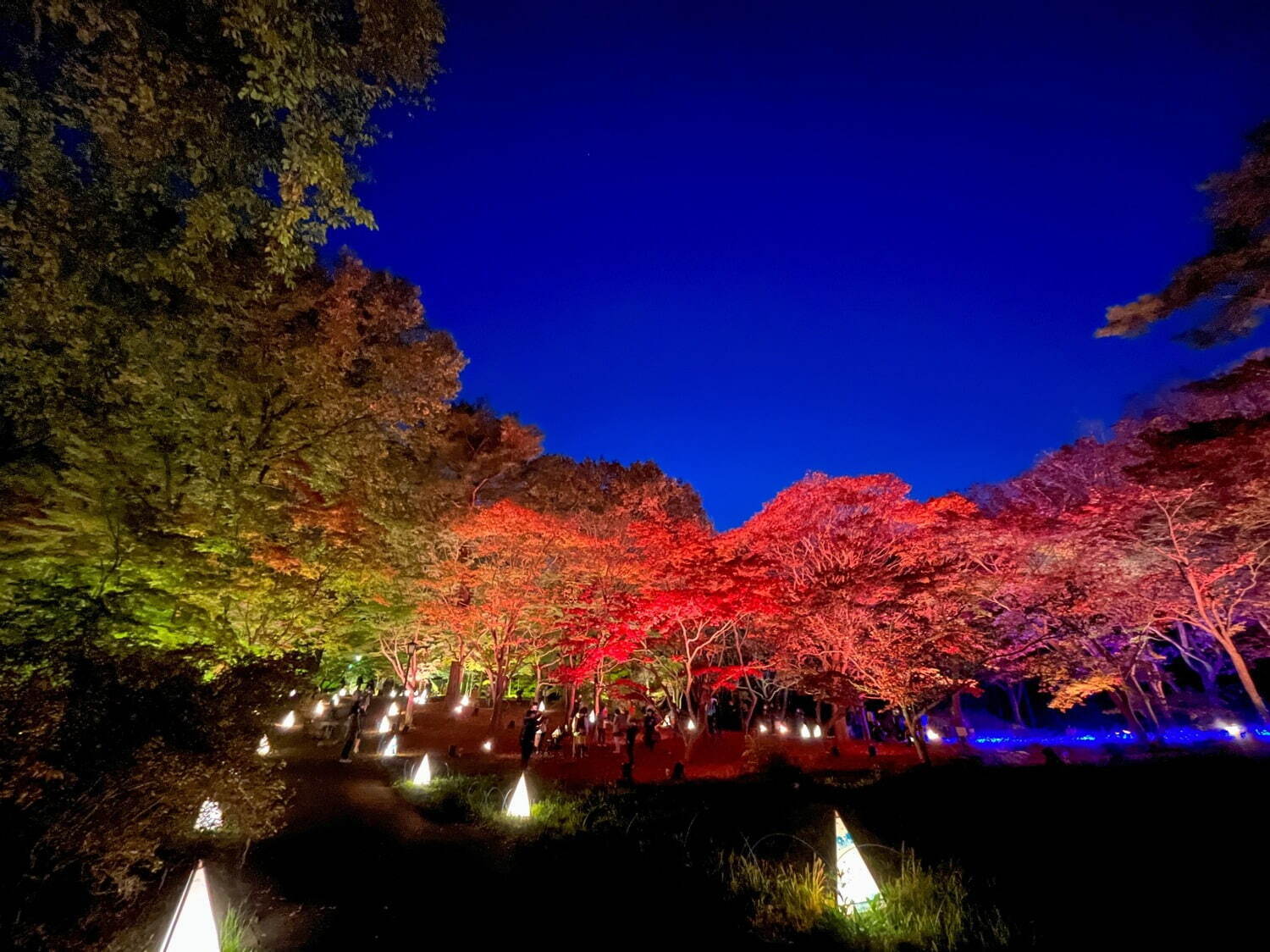 「紅葉見ナイト」約500本のカエデが幻想的にライトアップ、埼玉・国営武蔵丘陵森林公園で｜写真2