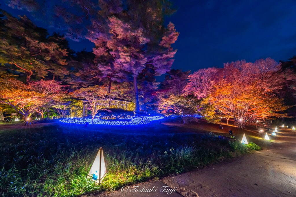 「紅葉見ナイト」約500本のカエデが幻想的にライトアップ、埼玉・国営武蔵丘陵森林公園で｜写真1