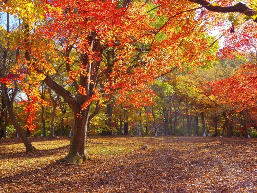 「紅葉見ナイト」約500本のカエデが幻想的にライトアップ、埼玉・国営武蔵丘陵森林公園で｜写真8