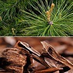 ワフィト22年冬ボディケア、和ハーブ×天然製油9種配合の“しっとり”ハンドウォッシュ｜写真2