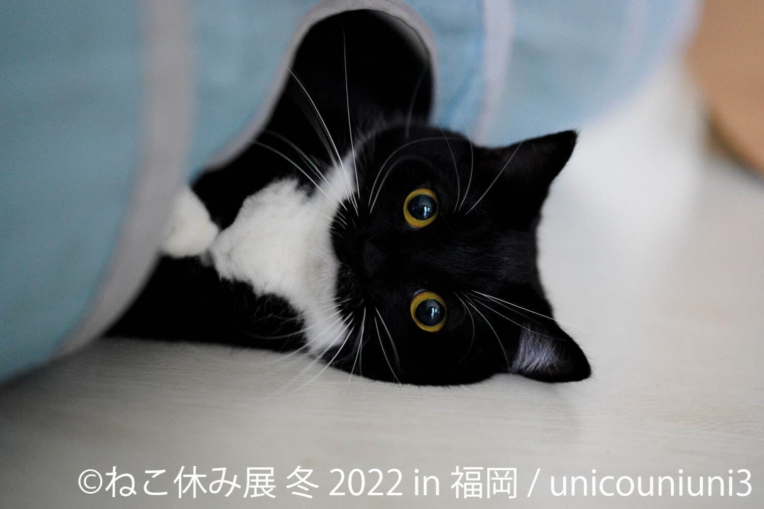 ねこの合同写真展＆物販展「ねこ休み展 冬 2022」福岡で、スター猫新作＆限定グッズ販売も｜写真4