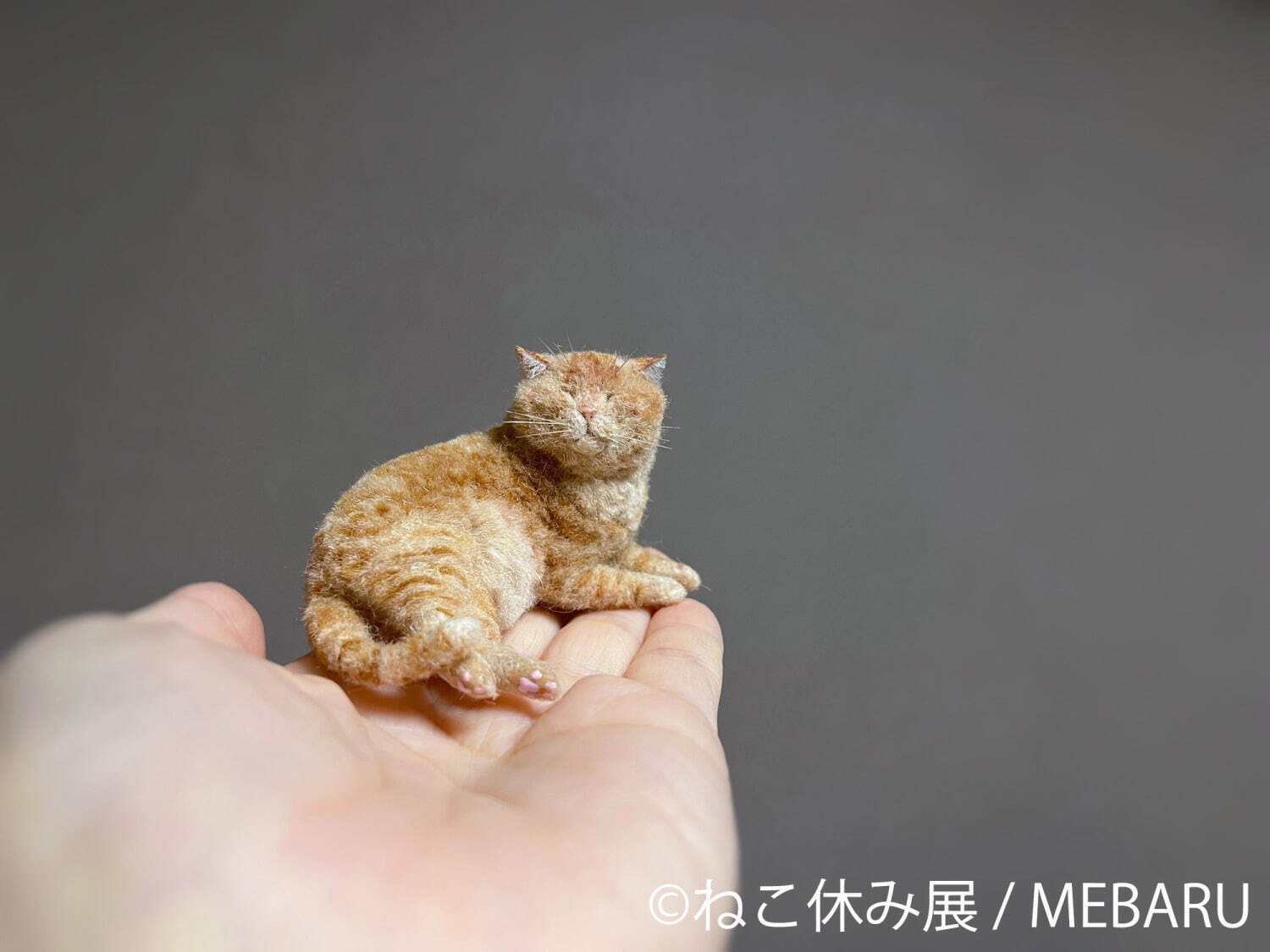 ねこの合同写真展＆物販展「ねこ休み展 冬 2022」福岡で、スター猫新作＆限定グッズ販売も ファッションプレス