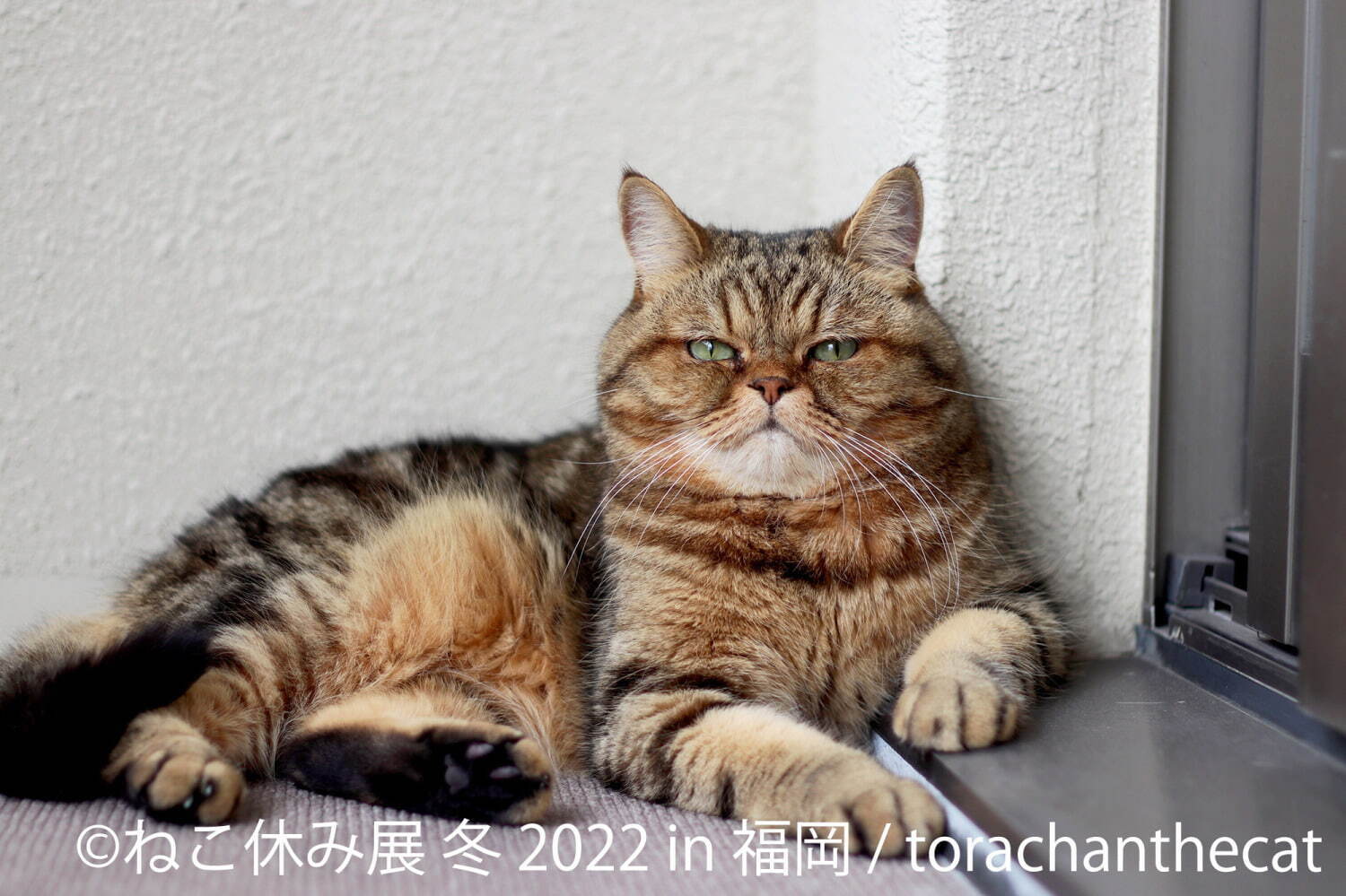 ねこの合同写真展＆物販展「ねこ休み展 冬 2022」福岡で、スター猫新作＆限定グッズ販売も｜写真3