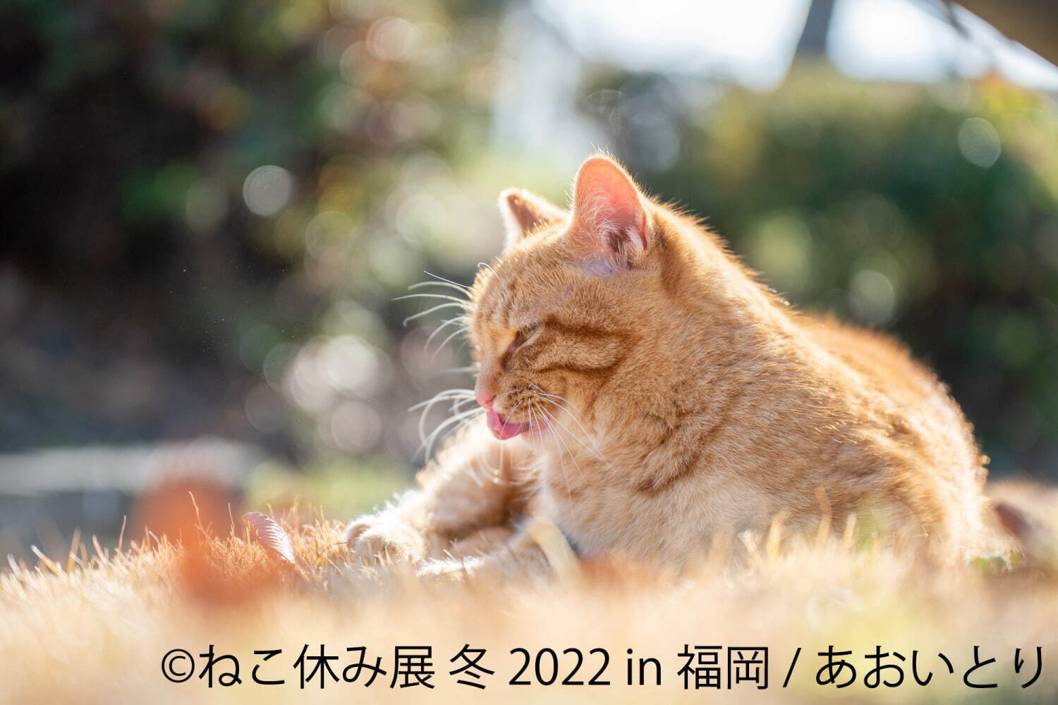 ねこの合同写真展＆物販展「ねこ休み展 冬 2022」福岡で、スター猫新作＆限定グッズ販売も｜写真5