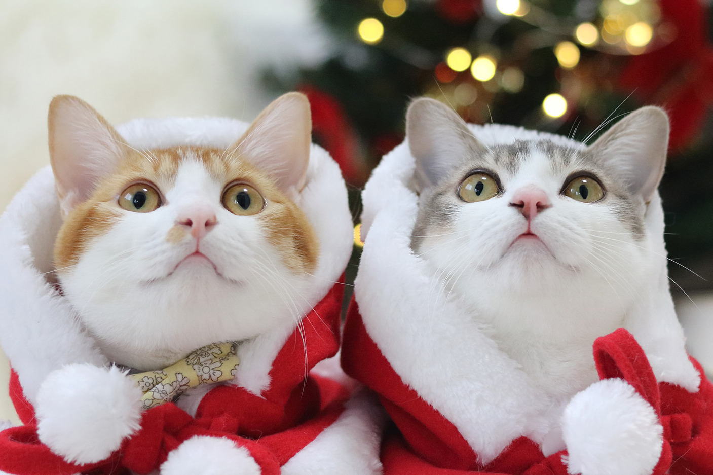 写真｜ねこの合同写真展＆物販展「ねこ休み展 冬 2022」福岡で、スター猫新作＆限定グッズ販売も