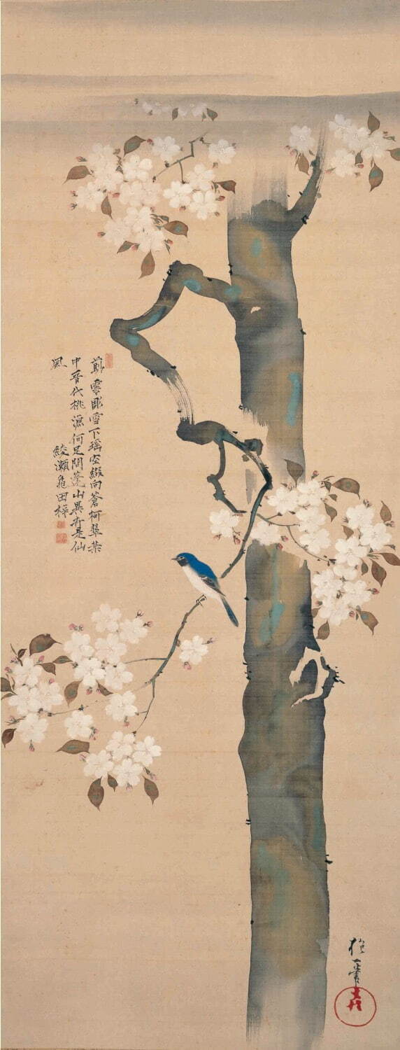 酒井抱一《桜に小禽図》江戸後期 細見美術館蔵