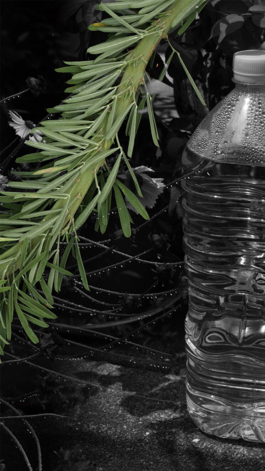 細倉真弓《digitalis#10》、「digitalis」より 2021年
©Mayumi Hosokura,courtesy of Takuro Someya Contemporary Art